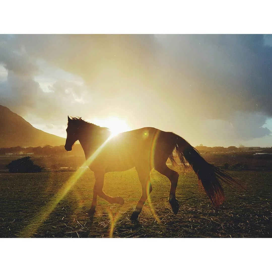 A horse running on a field during sunset with clouds in the sky and mountains in the background.