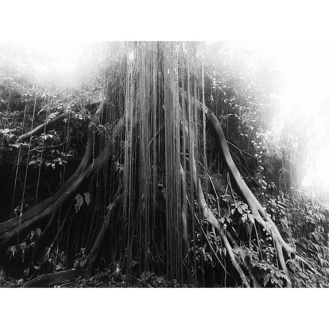 Close-up of a large tree with long hanging roots or vines, surrounded by thick foliage in black and white.