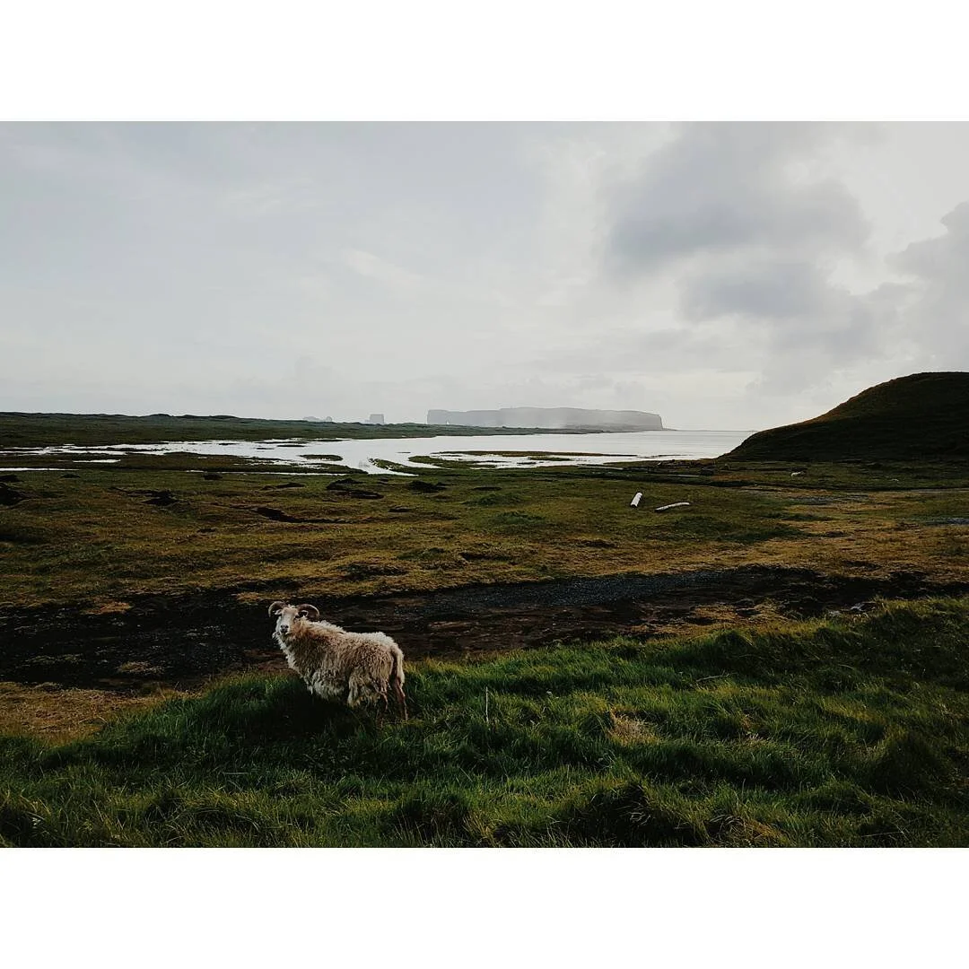 A sheep standing on green grass in an Icelandic landscape with a lake, rolling hills, and cloudy sky in the distance.