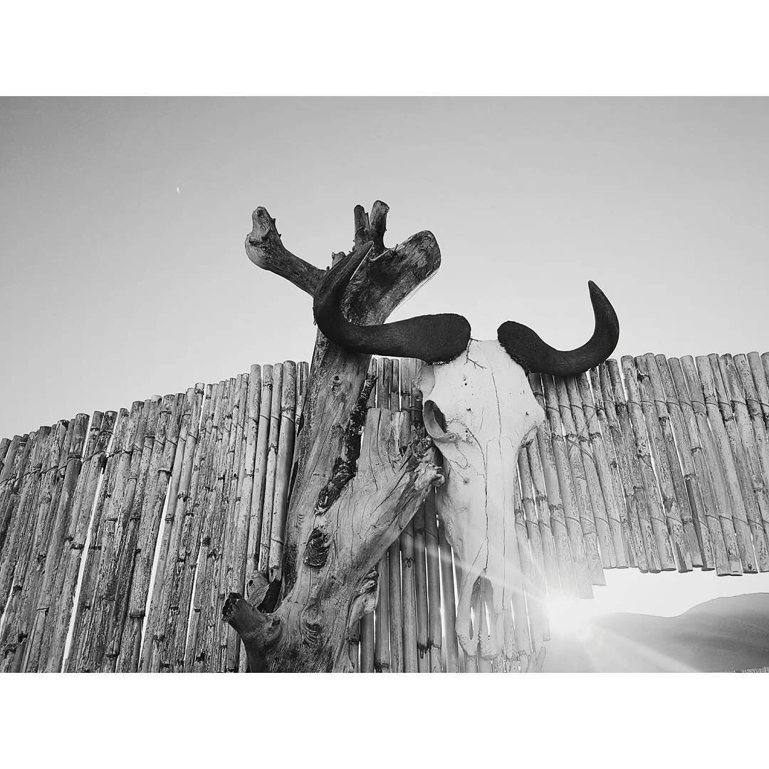 Black and white photo of a mounted animal skull with large antlers and a piece of driftwood attached, against a bamboo fence and clear sky.