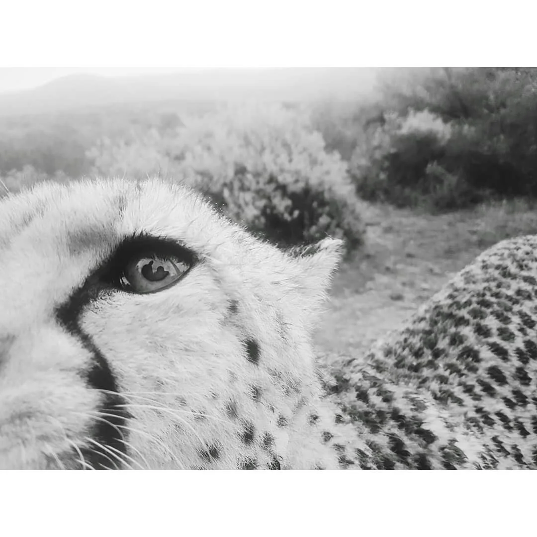 Close-up of a snow leopard's face with one eye visible, in a natural outdoor setting