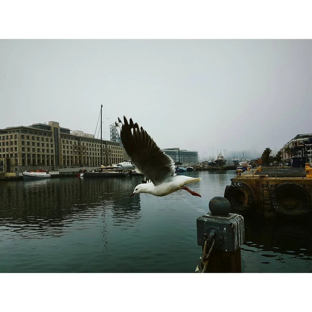 Seagull flying over a harbor with boats and city buildings in the background on a foggy day.