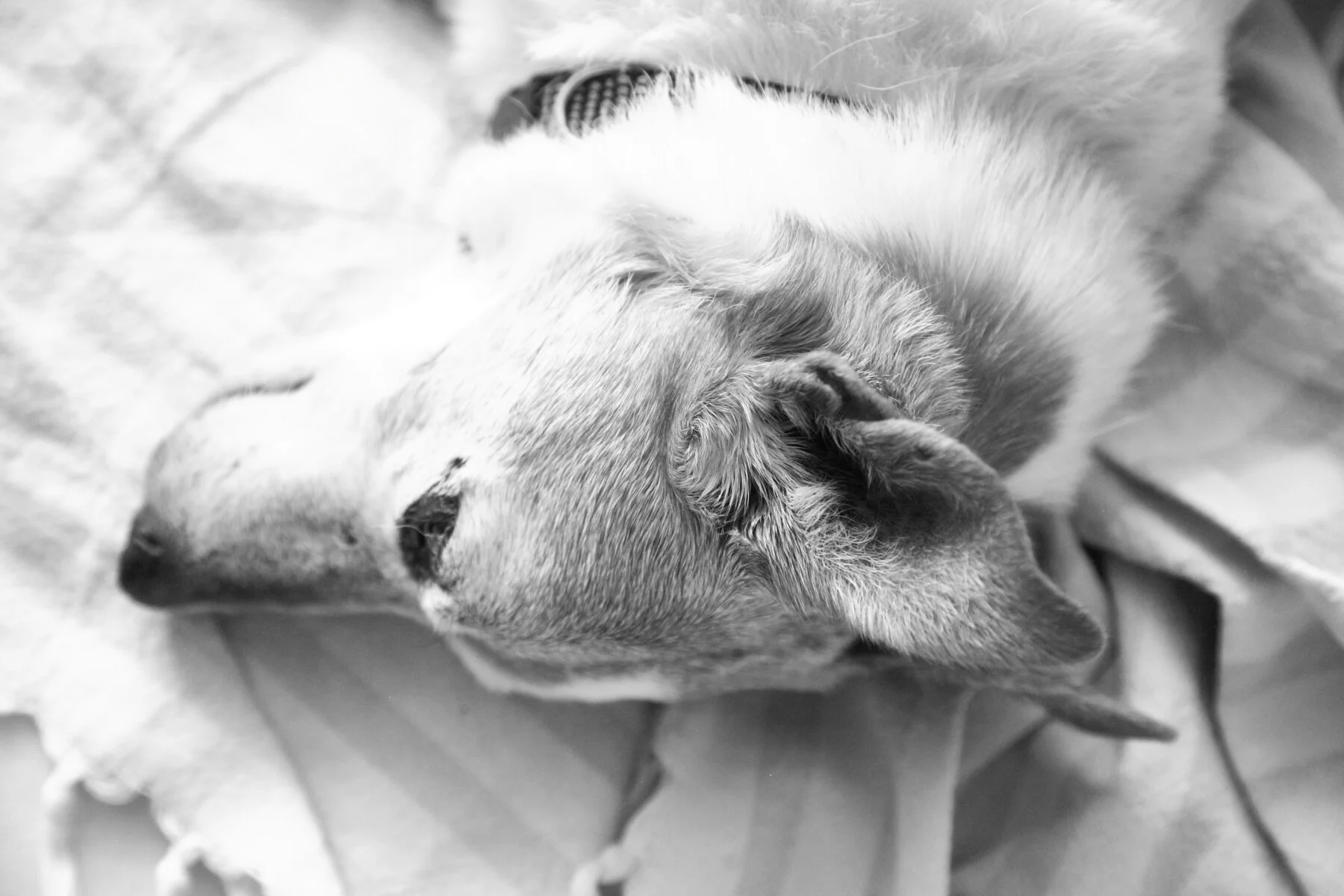 A dog lying on a blanket, sleeping peacefully.