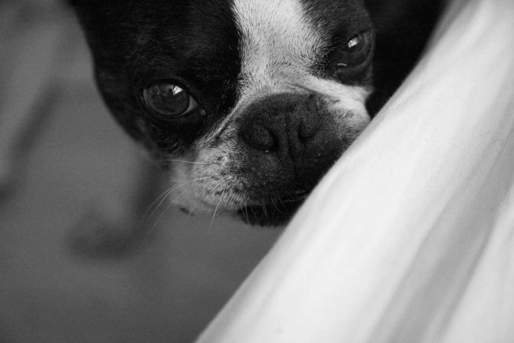Close-up of a black and white French Bulldog puppy resting its head on a white fabric surface.