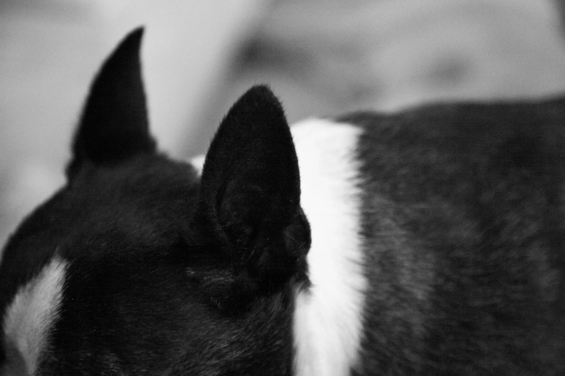 Close-up black and white photo of a dog's head, showing its ear and part of its face.