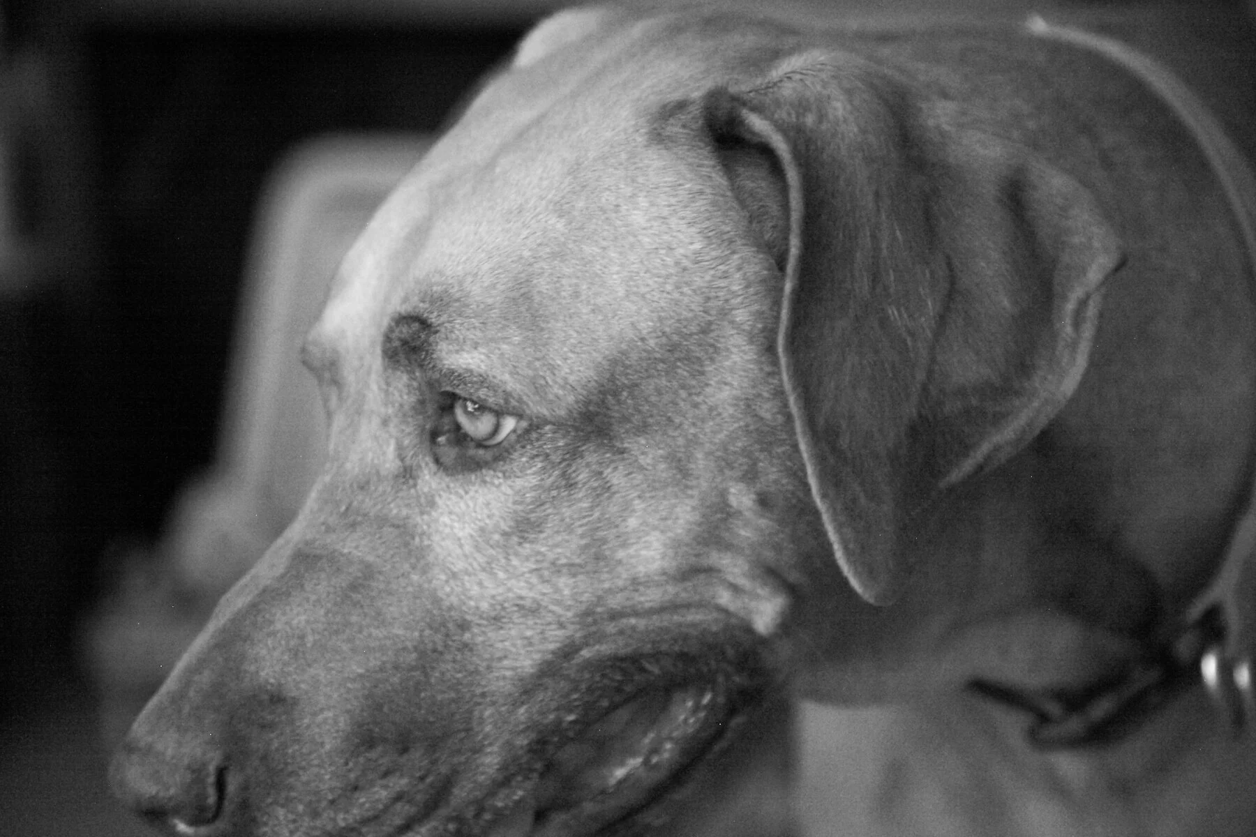 Close-up black and white photo of a dog, with one eye visible, facing left.