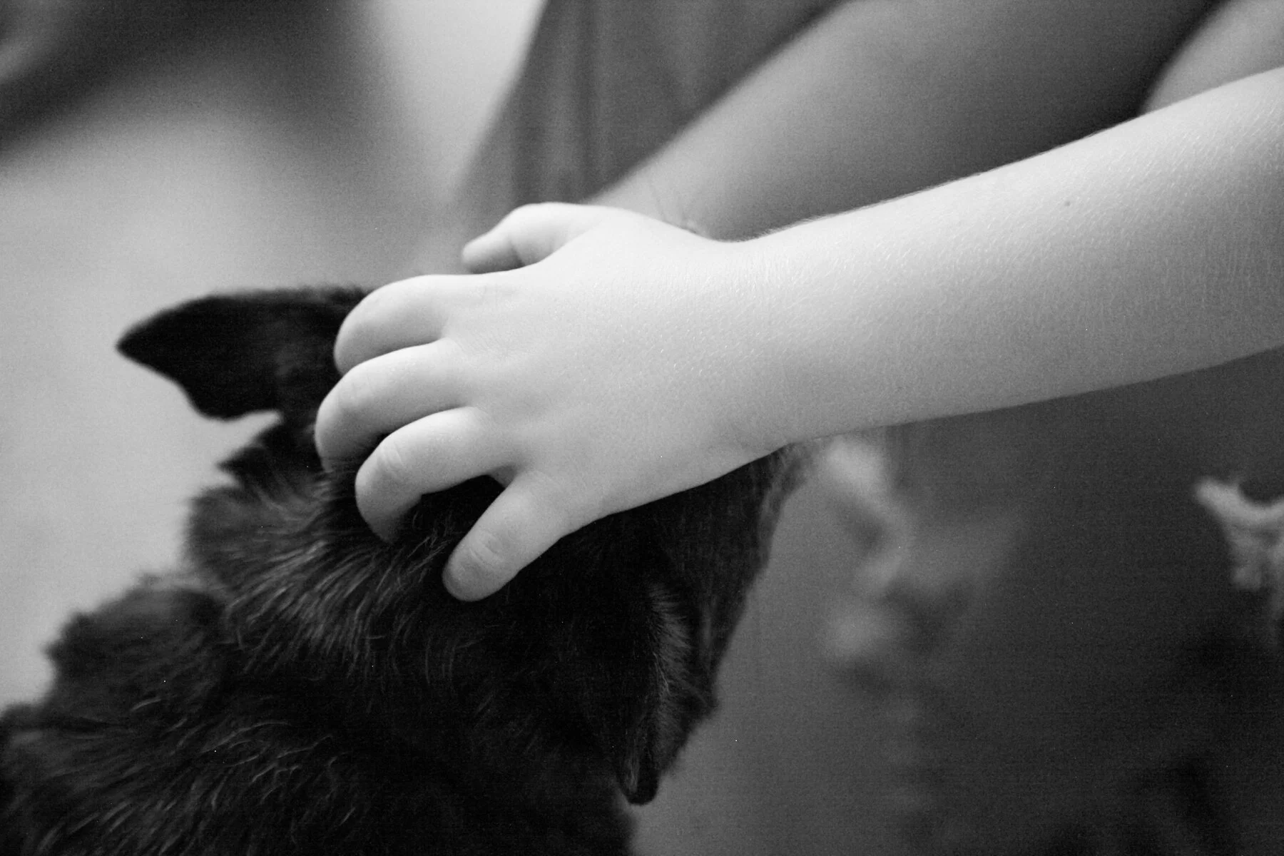 A person petting a black and brown cat with one hand.