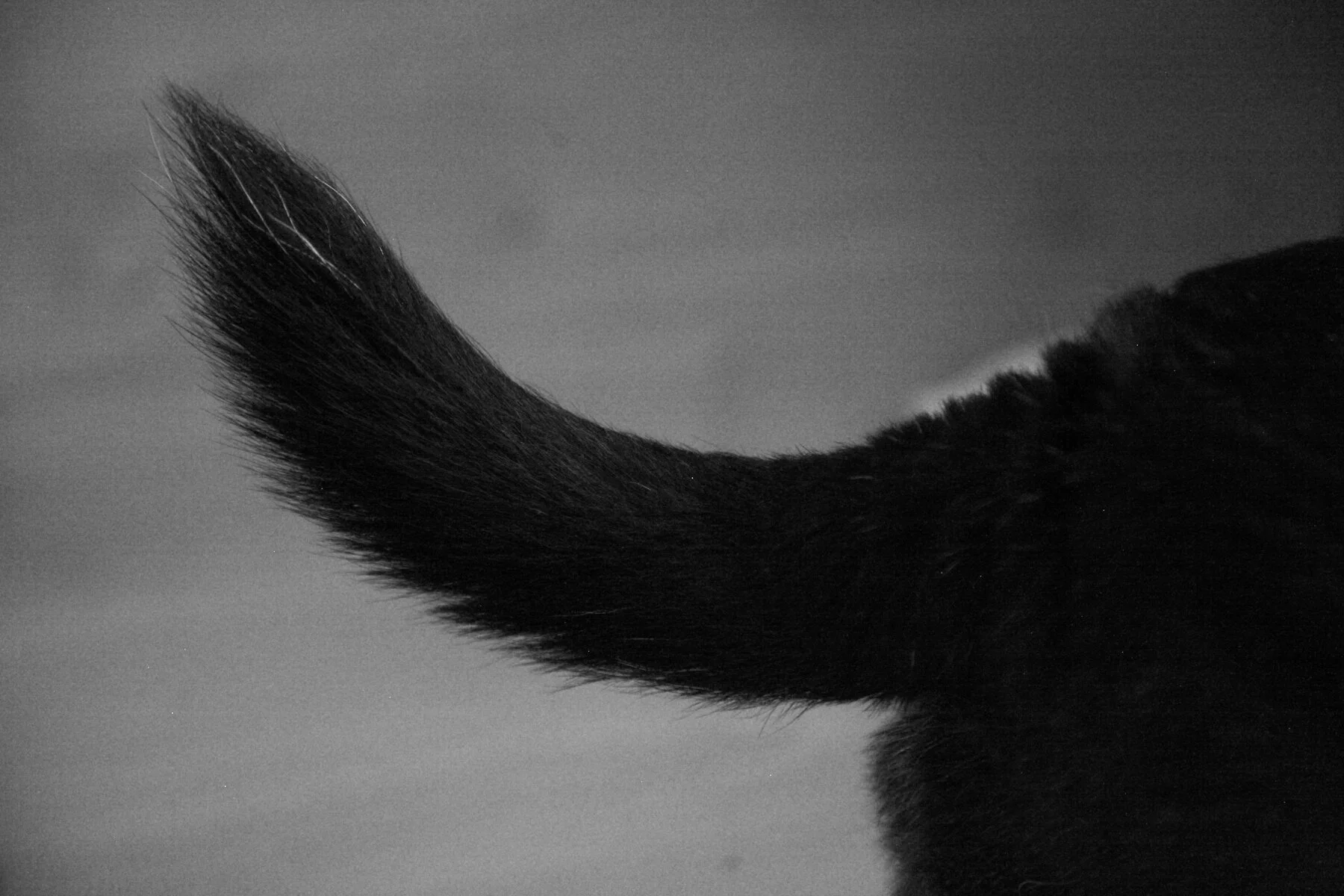 Close-up of a cat's tail in black and white.