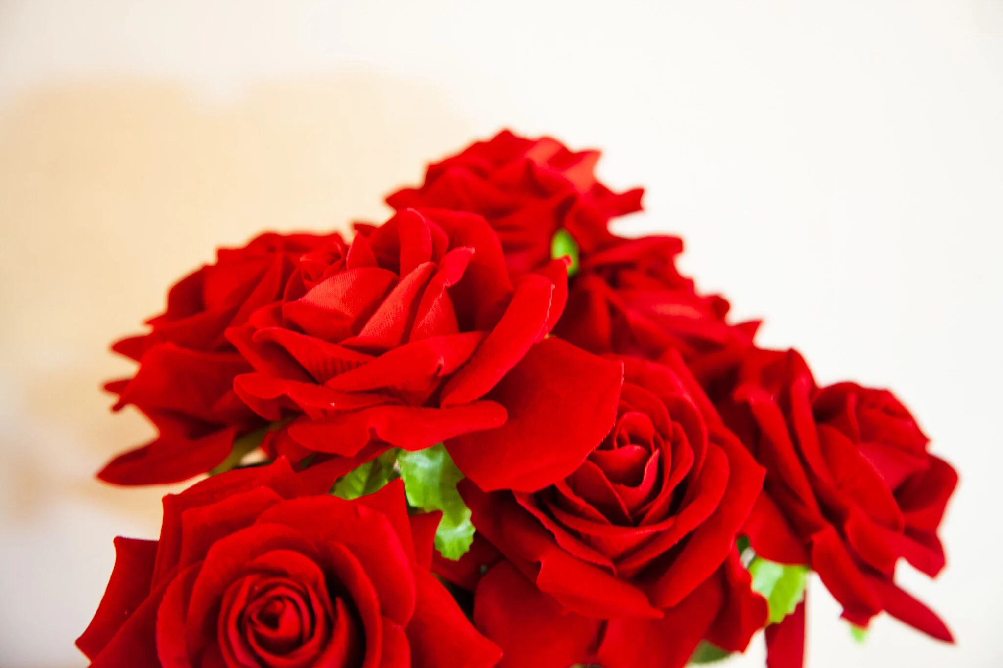 Close-up of a bouquet of red roses with green leaves against a white background.