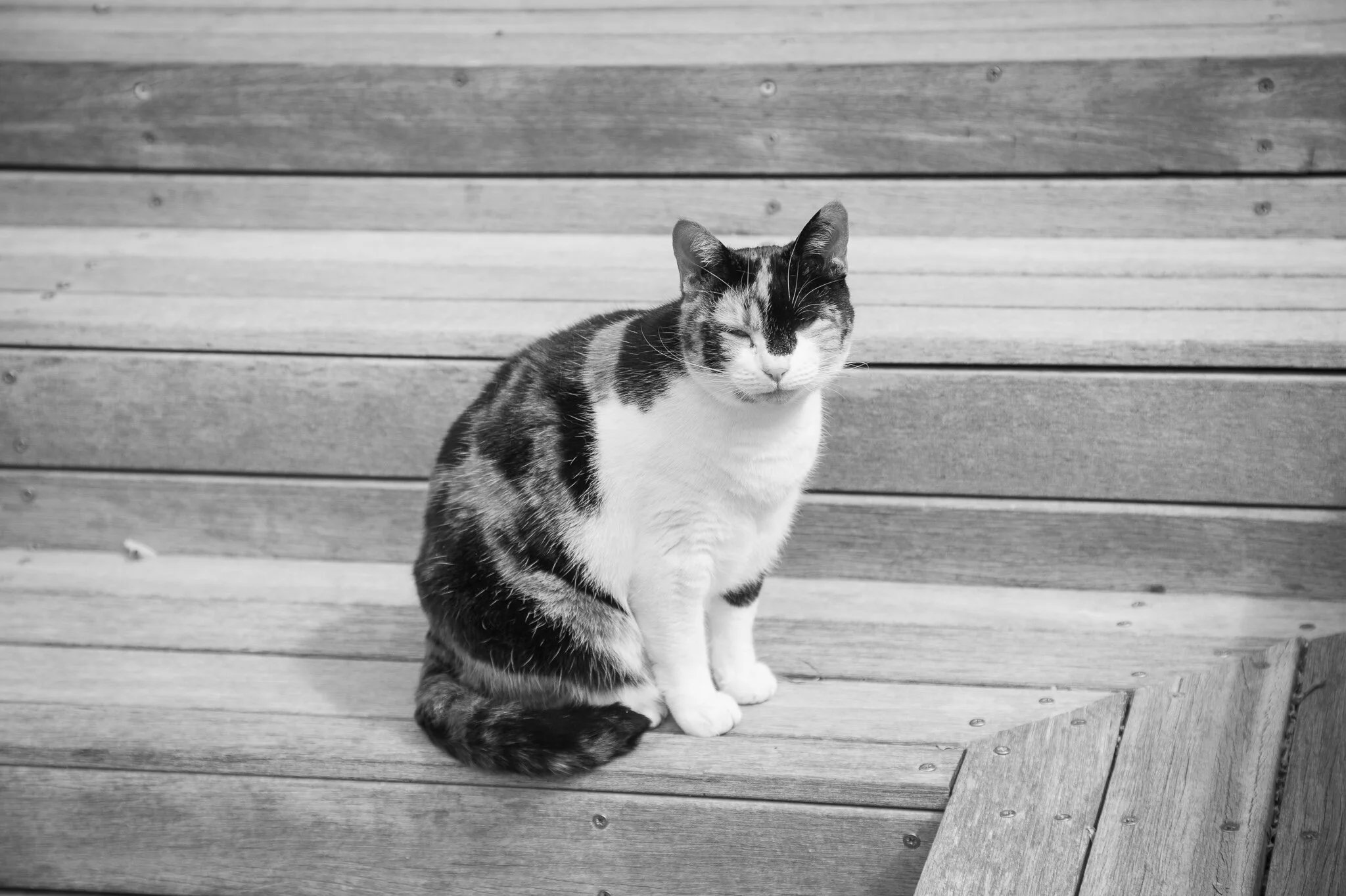 Black and white photo of a calico cat sitting on a wooden deck with a wooden wall in the background.