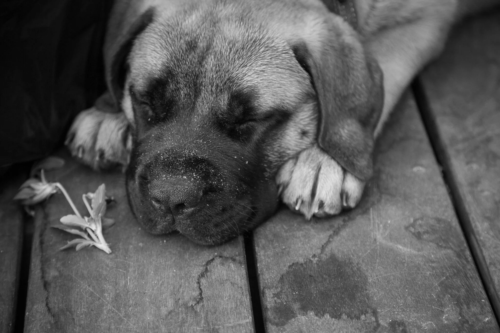 A sleeping puppy with closed eyes, resting its head on a wooden surface, with a small leaf and some sand on its snout.