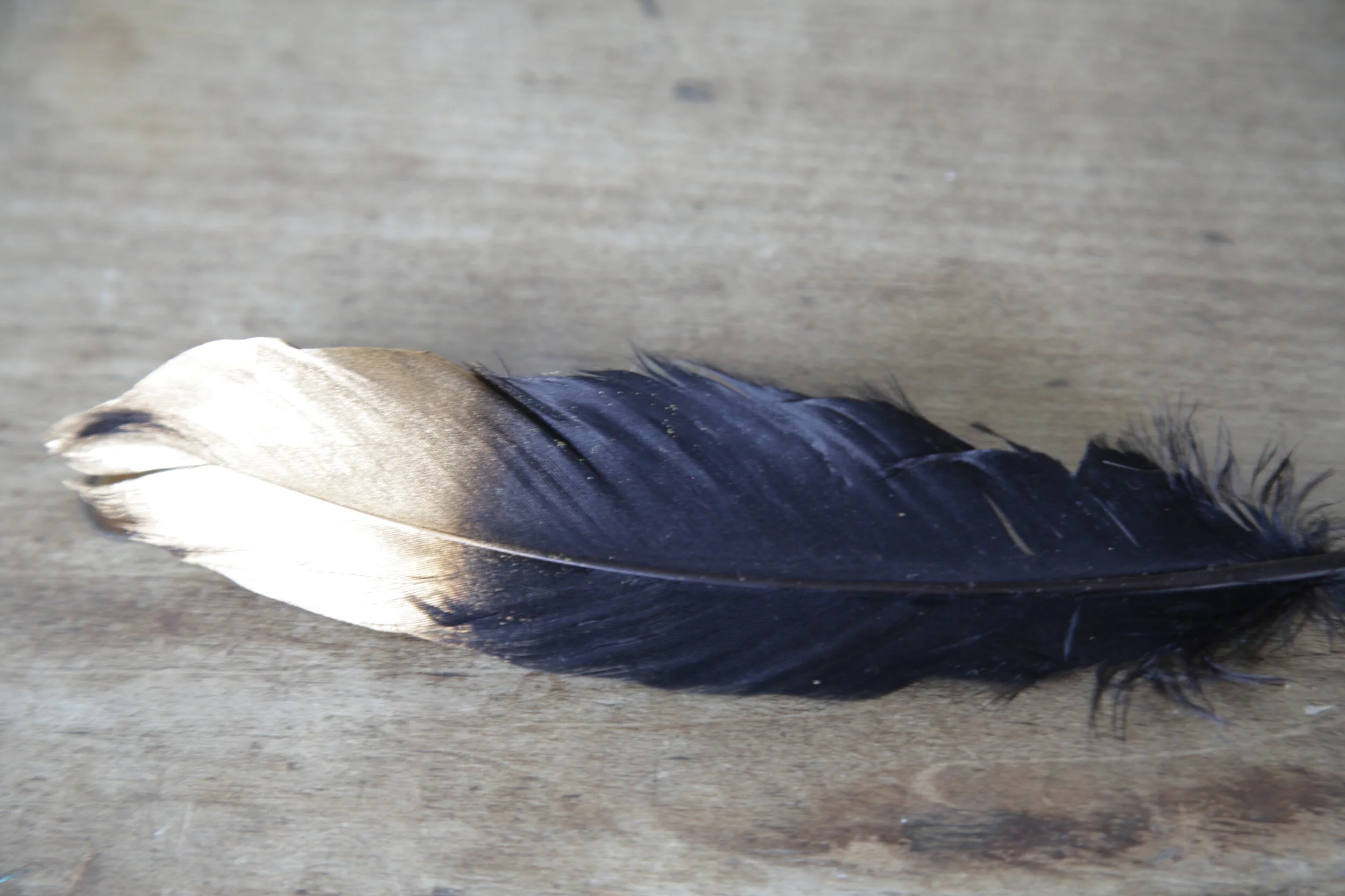 A black and white bird feather resting on a wooden surface.