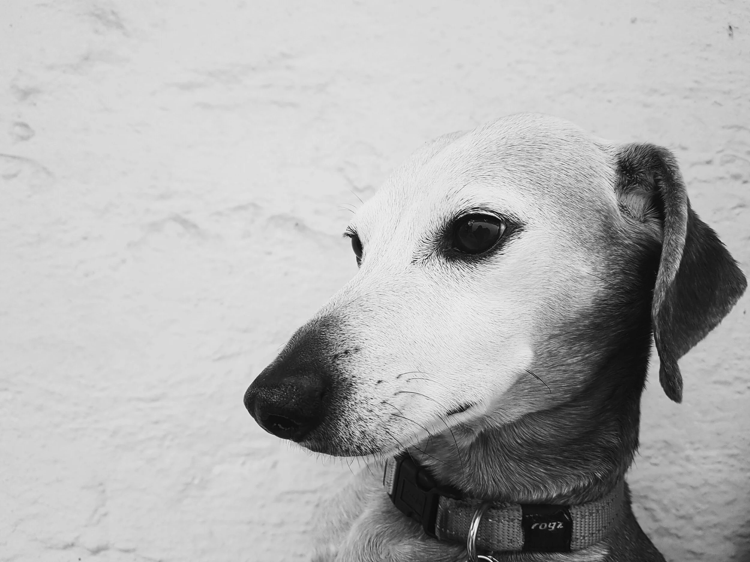 Black and white photo of a dog with a light-colored face and dark ears, wearing a collar, against a plain textured background.