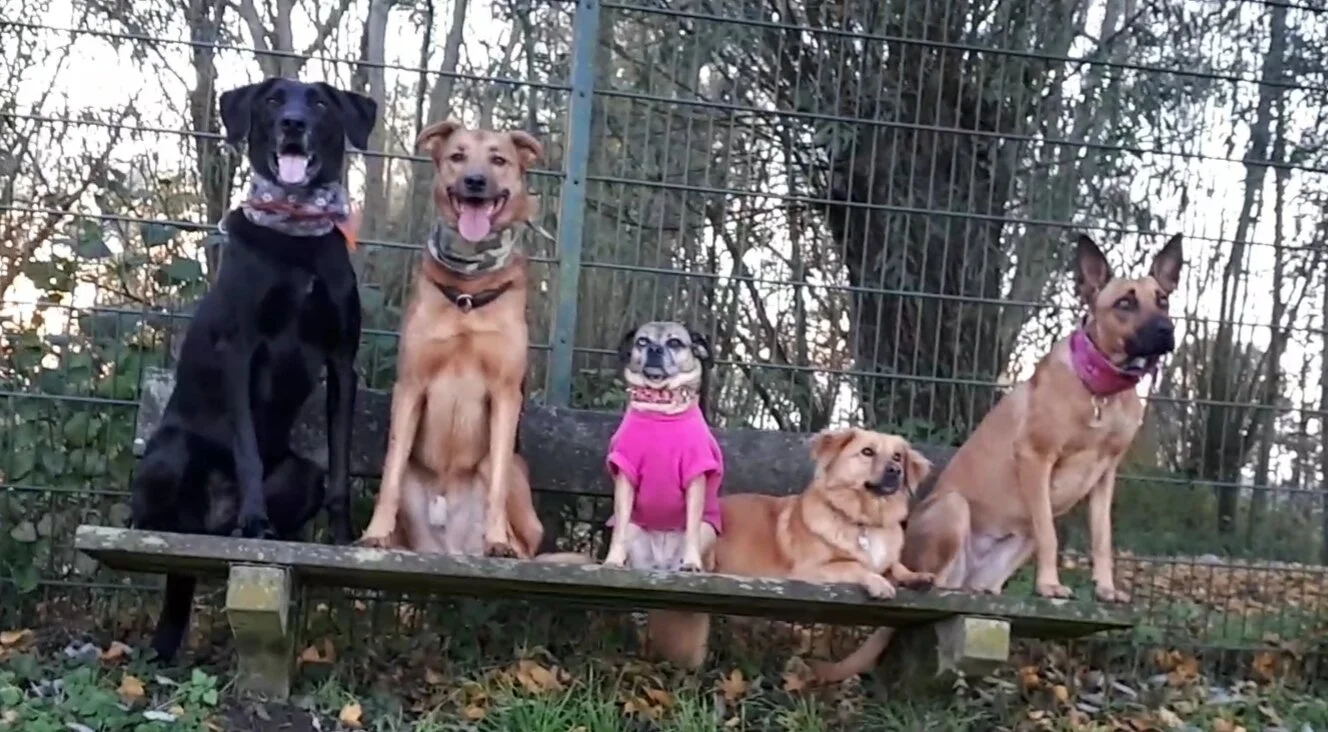 Fünf Hunde auf einer Bank im Freien, zwei sitzen, drei liegen, in verschiedenen Farben und Größen, mit einer Gitterzaun im Hintergrund.