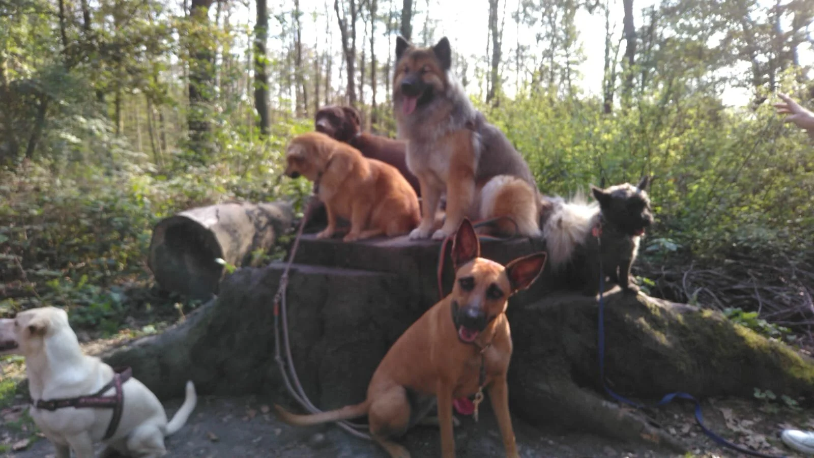 Mehrere Hunde sitzen und liegen auf einem Baumstamm in einem Wald, Sonnenlicht fällt durch die Bäume.