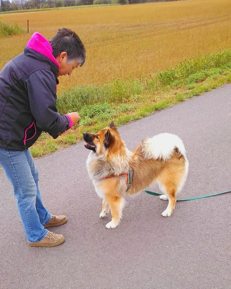 Ein Mann mit einem Hund auf einem Spazierweg. Der Hund schaut den Mann an, während er wahrscheinlich eine Belohnung oder eine Leckerei hält.