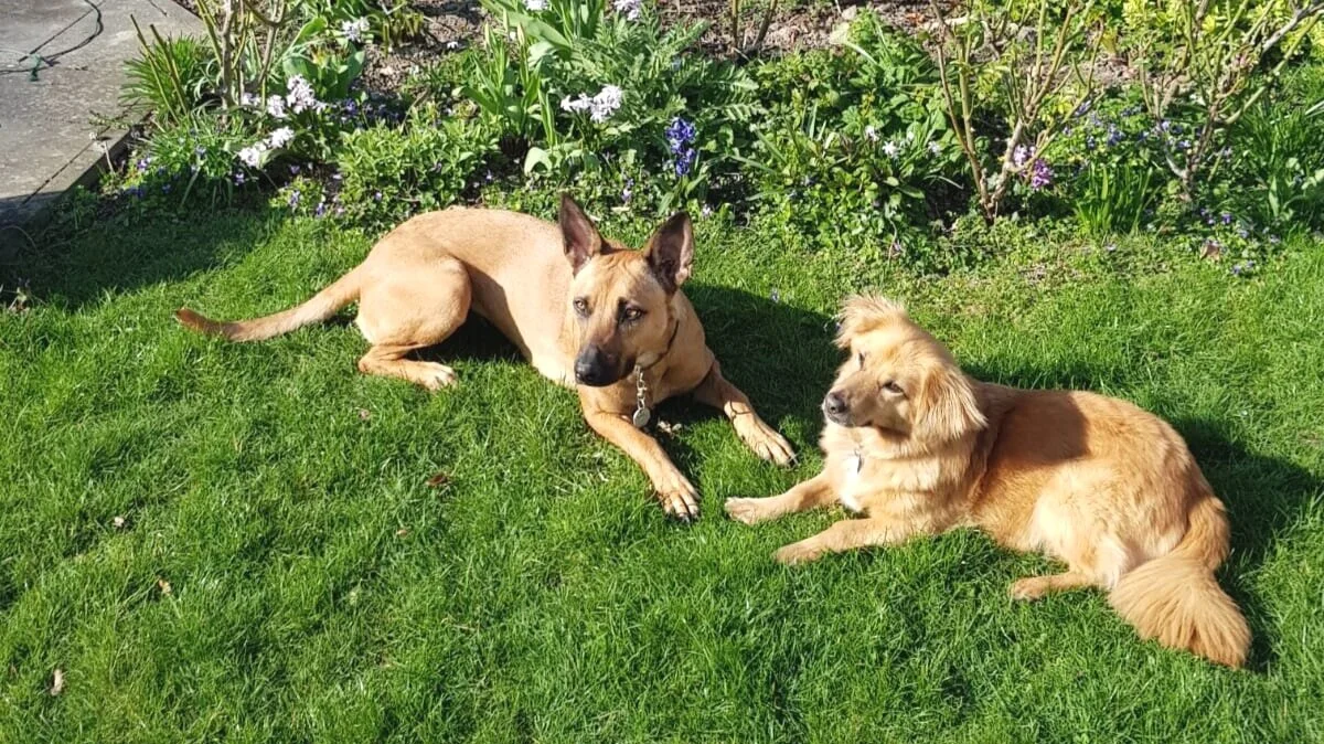 Zwei Hunde liegen auf einem grünen Rasen vor einer Blumenrabatte mit verschiedenen Pflanzen und blühenden Blumen, sonniges Wetter, Gartensetting.
