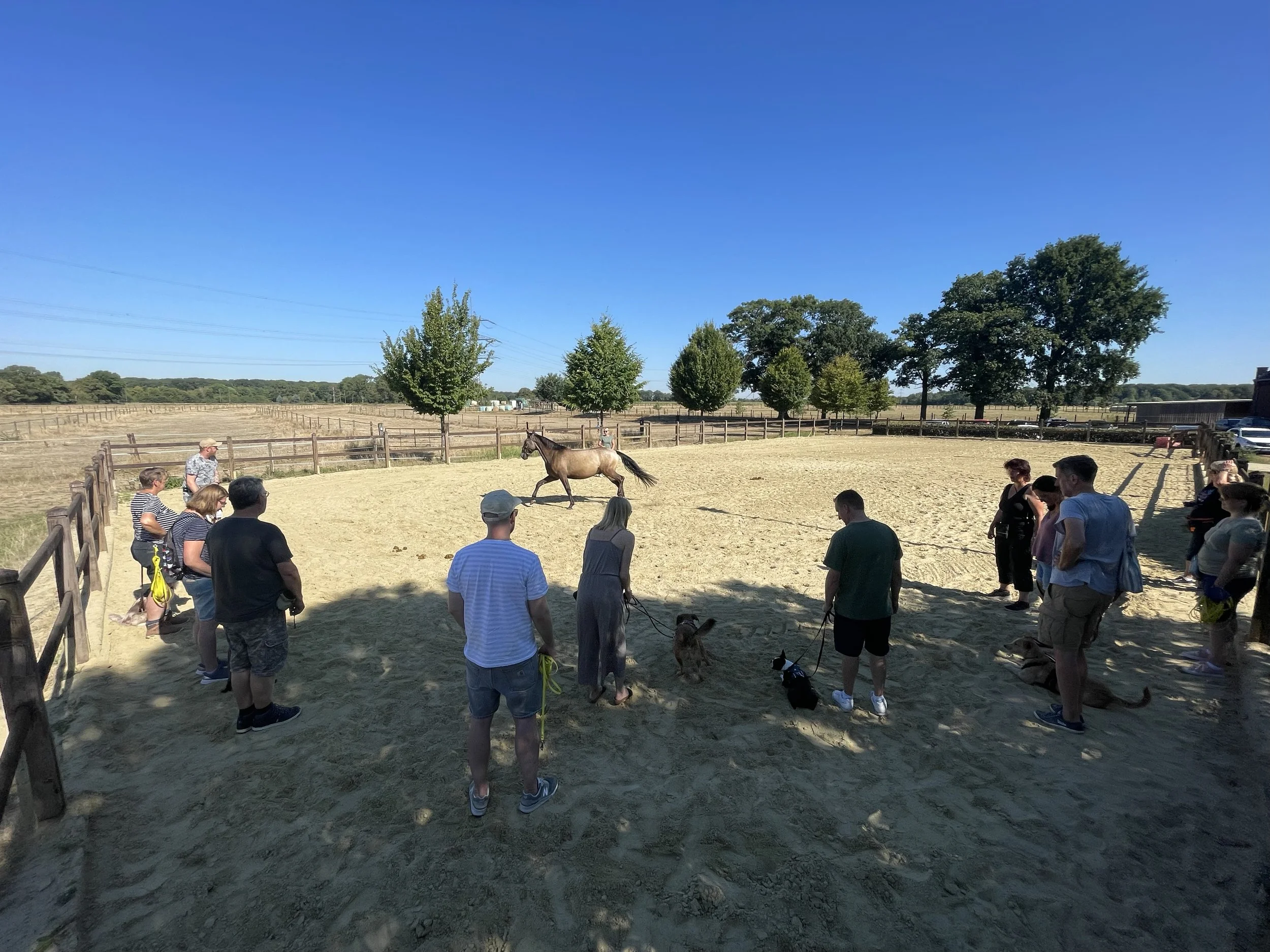 Menschen stehen in einem Sandpferdegehege im Kreis, beobachten einen Pferd, das im Freien läuft, bei schönem Wetter mit blauer Himmel und Bäumen im Hintergrund.