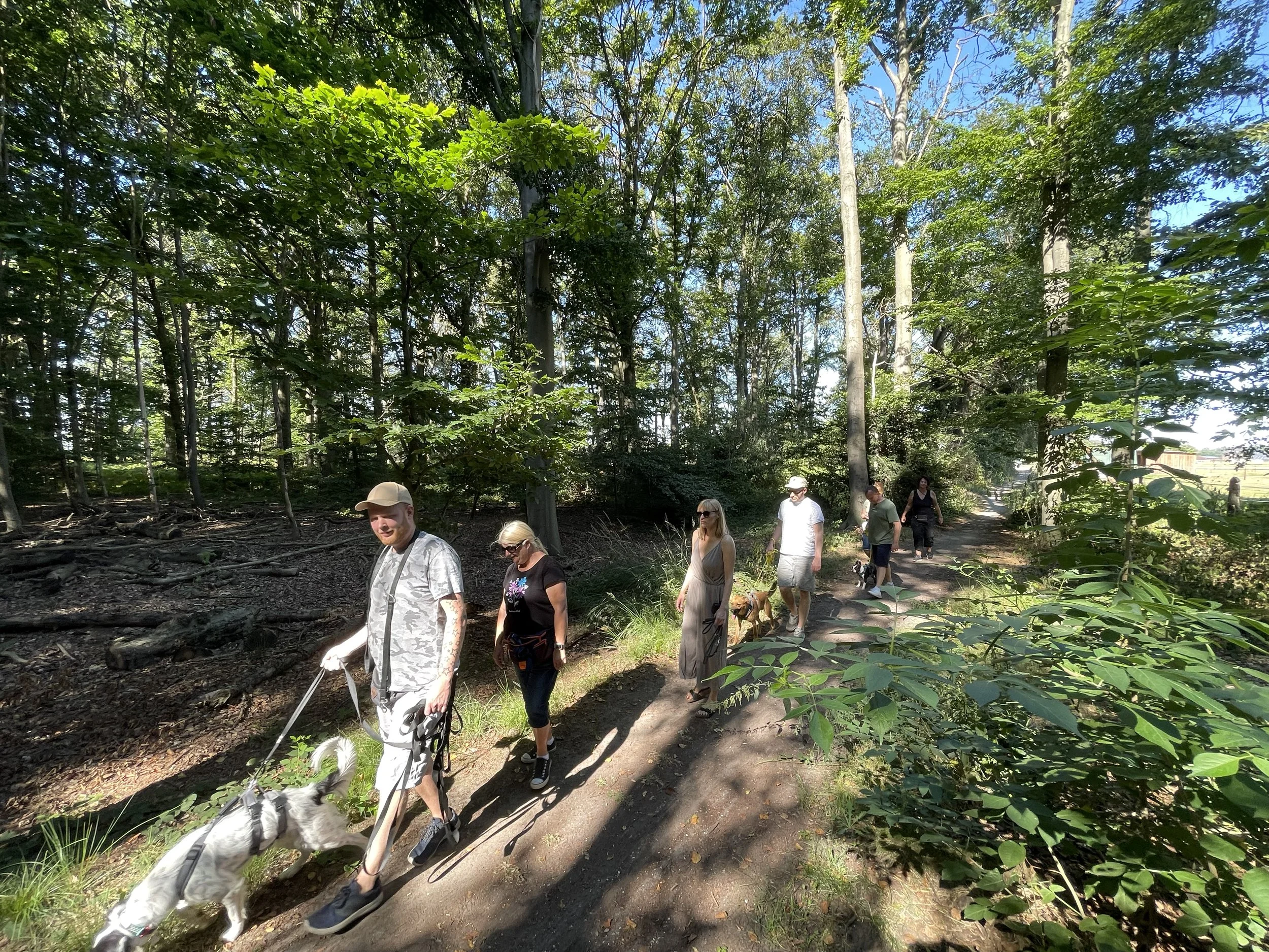 Gruppen von Menschen wandern mit Hunden durch einen Wald an einem sonnigen Tag.