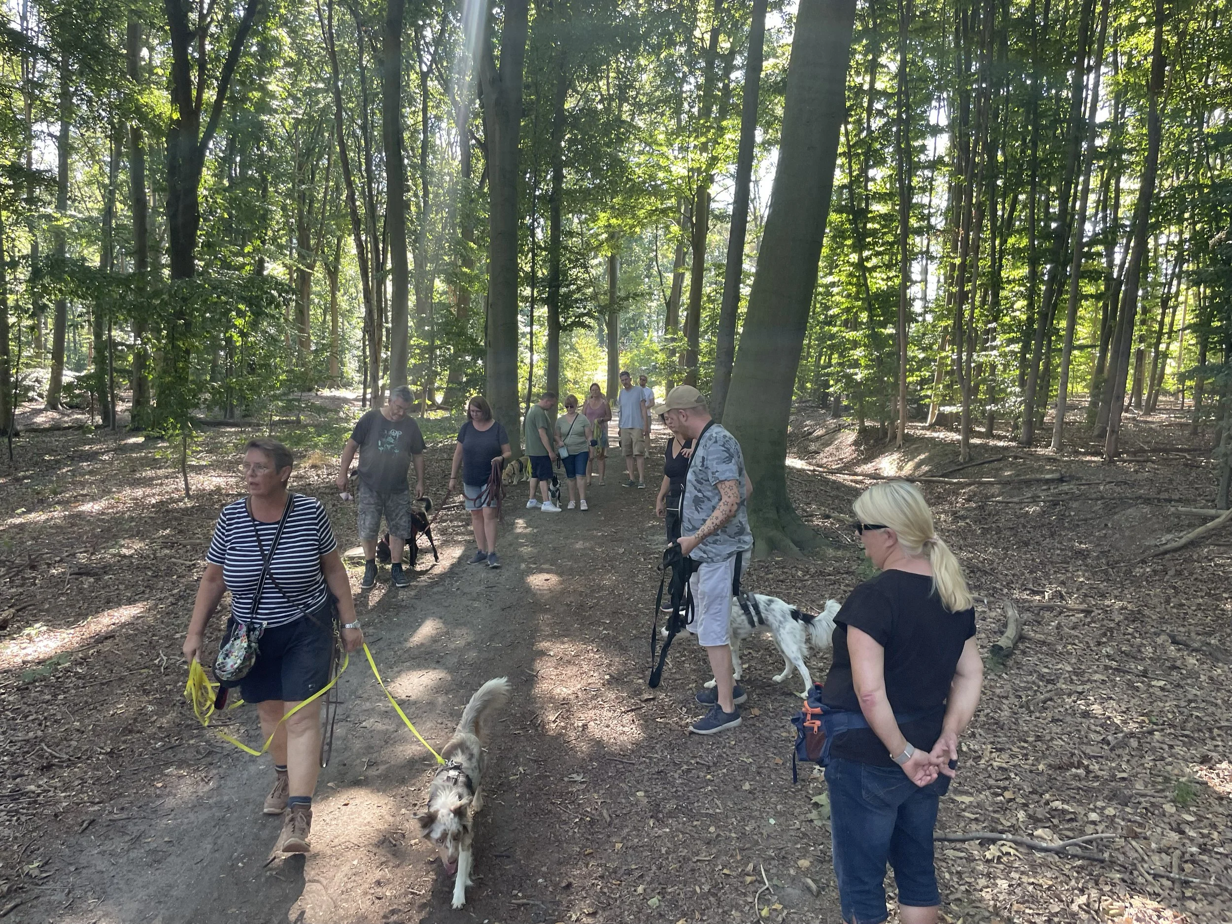 Mehrere Menschen mit ihren Hunden gehen in einem Wald auf einem Wanderweg spazieren.