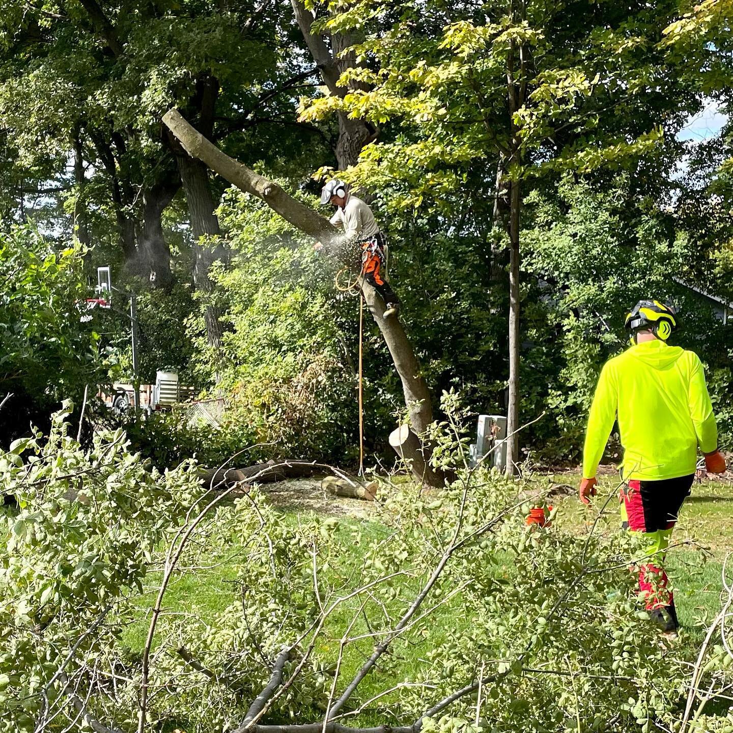 Nelson TreeWorks: Spreading tree glitter since 2020. 🤌🏻
It&rsquo;s nearly Oak trimming season- get in touch with us today to set up a quote! 

#treetrimming #treeremoval #treeservice #wisconsin #wibiz #wismallbiz #sendit #climbingarborist #arborist