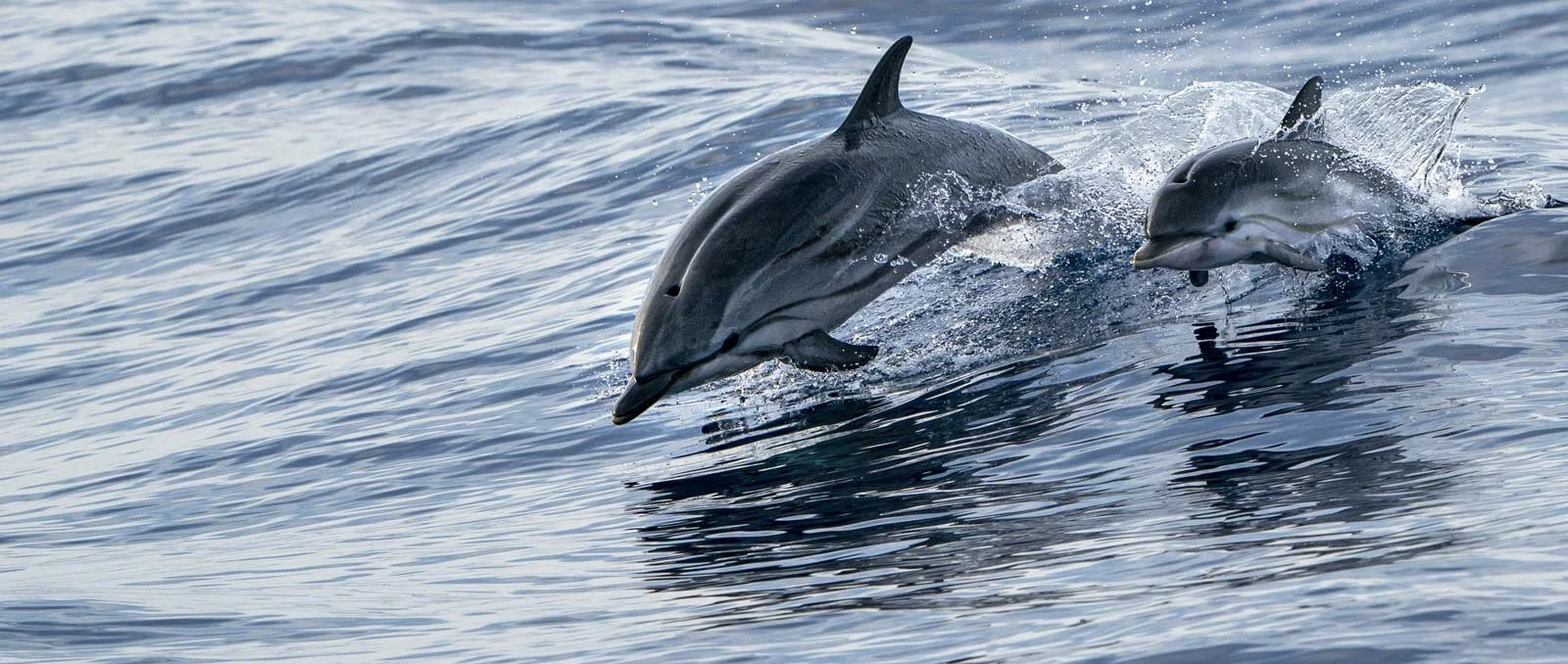 dolphin.jpg
