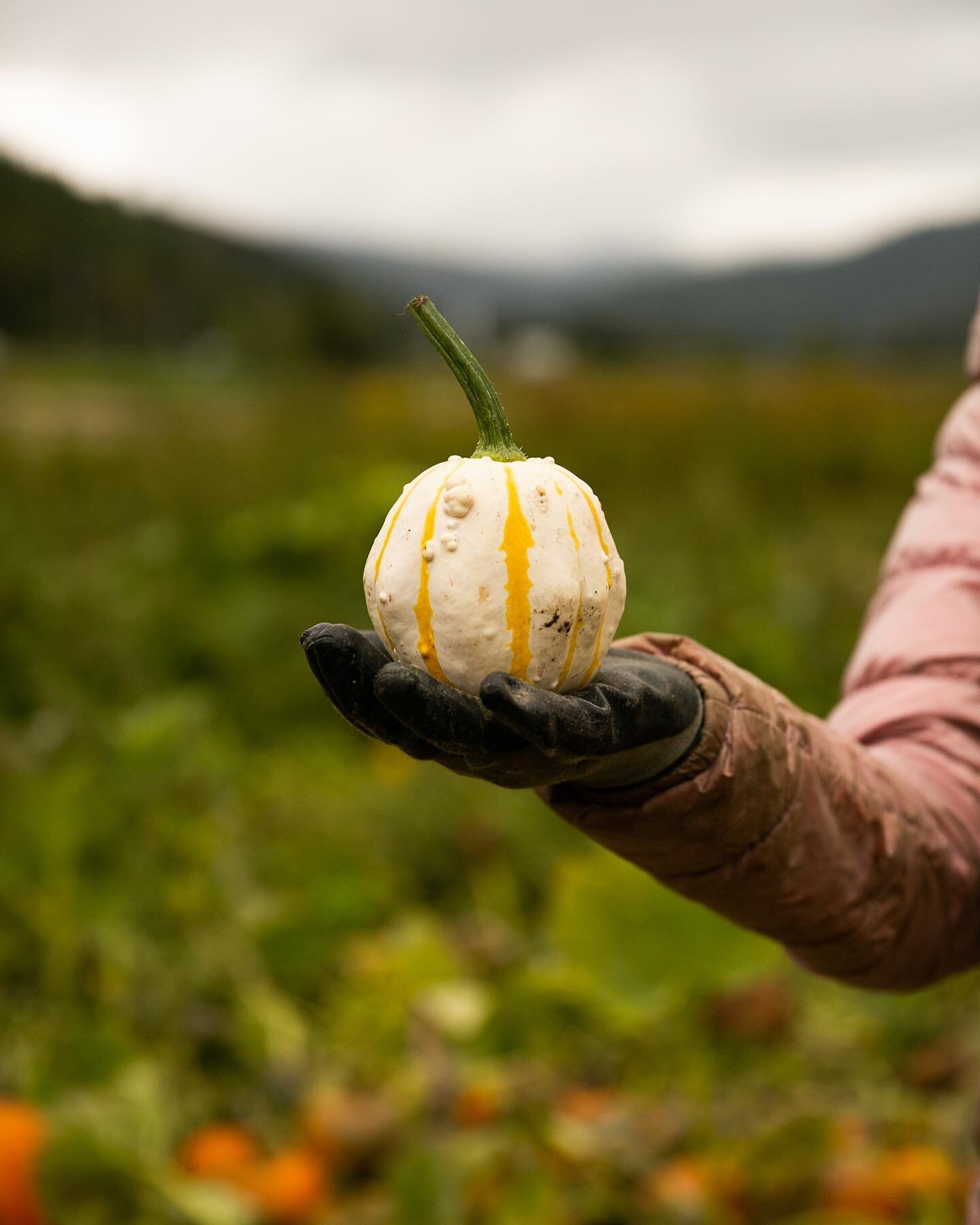 @clearfieldfarm is a organic mixed vegetable and cut flower farm located in Granville VT. They provide seasonal veggies, and are bringing it this fall! Visit clearfieldfarm.com for
updates on fall veggie boxes and winter veggie sales! Don&rsquo;t mis