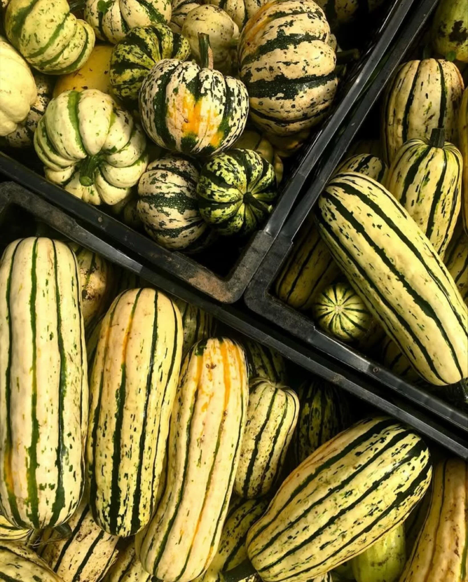 My all time favorite squash. The delicious Delicata! Fall is a great time to be thinking about loading up on these and other varieties of squash and pumpkins for your Winter veggie storage. Stop by and see @mooncastlefarm @gaylordfarm_802 @tunbridgeh