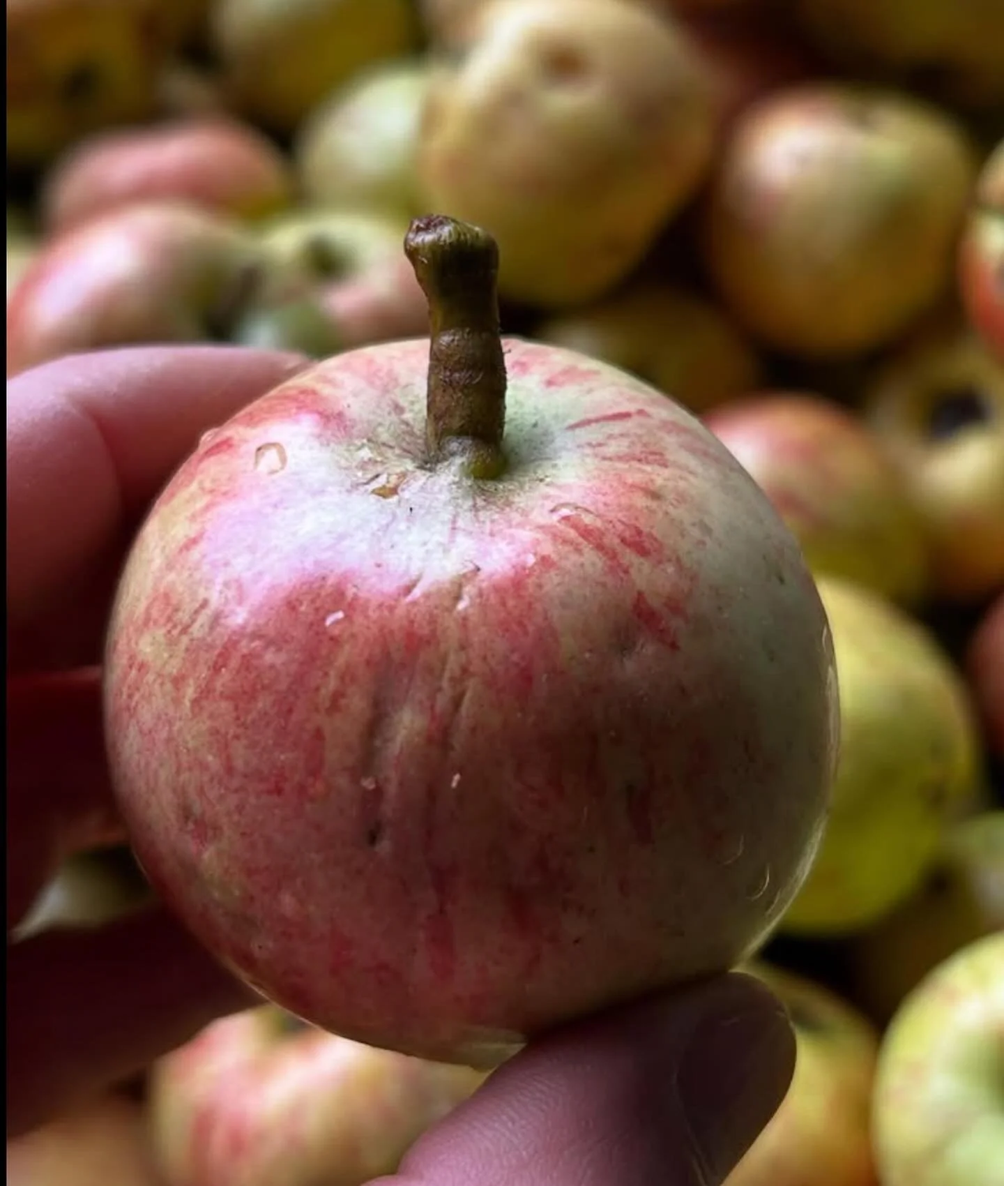 It&rsquo;s APPLE season in Vermont, and the options to savor them are endless. This Saturday, we will have hard cider and vinegar from @tinhatcider, fresh pressed apple cider from Bob @sagefarm_stowe, craft cider from @humbiontfermentary and baked go