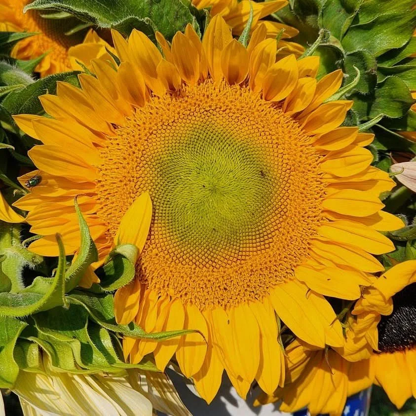 I was blown away by these gorgeous sunflowers from @gaylordfarm_802 last weekend. I have a feeling there will be plenty more this Saturday. Don&rsquo;t miss out on these happy🌻and all the other beautiful bouquets at the market. 💐 
#waitsfieldfarmer