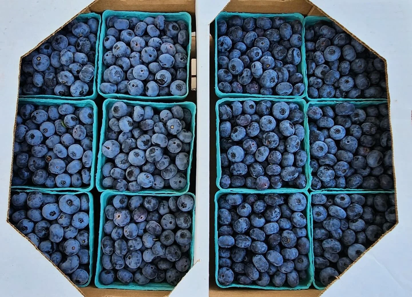 Blueberry season is off to a great start and we will have plenty of 🫐 for all of you @waitsfieldfarmersmarket from 9 to 1, this Saturday on the Mad River Green. Look for the Sunshine Valley Berry Farm tent for loads of berries this weekend.
#waitsfi