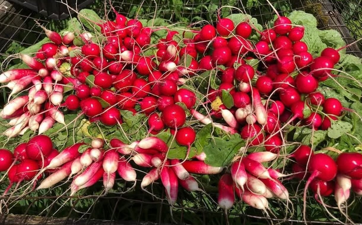 No shortage of veggies this week. July is peak for a wide variety of seasonal vegetables. The @waitsfieldfarmersmarket is known for its abundance of incredible produce. Shop local, buy locally grown food. Don&rsquo;t forget about the Mad River Marath