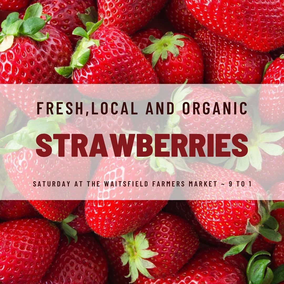 Finally&hellip;it&rsquo;s 🍓🍓🍓season. Come and get&rsquo;em this Saturday at the @waitsfieldfarmersmarket. Look for the Sunshine Valley Berry Farm booth. We will be there rain or shine with all the goods. #waitsfieldfarmersmarket #waitsfieldvt #mad
