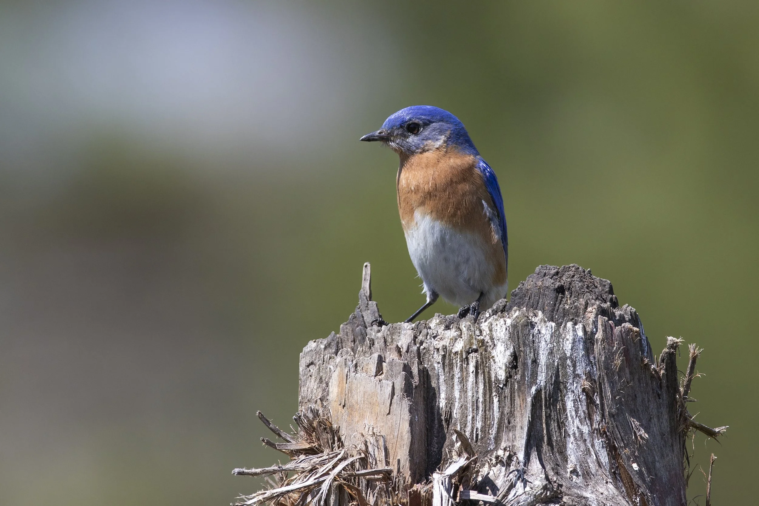 Field Trip: Lake Corpus Christi State Park