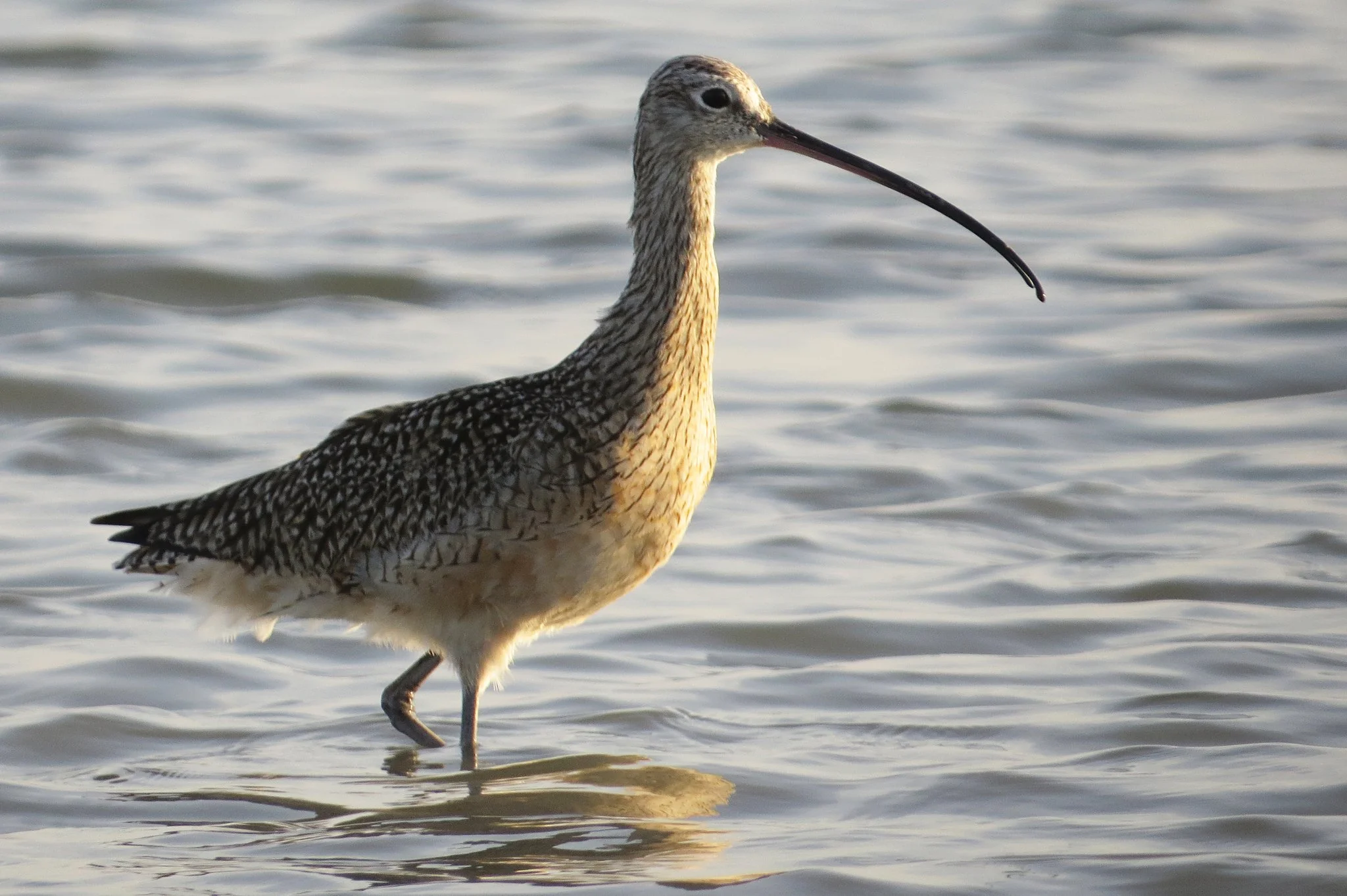 Field Trip: TAMUCC and Ocean Drive region