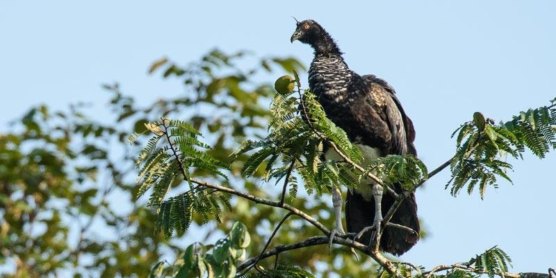 bigstock-Horned-Screamer.jpg