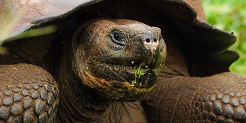 galapagos-tortoise-by-eric-chan_0.jpg