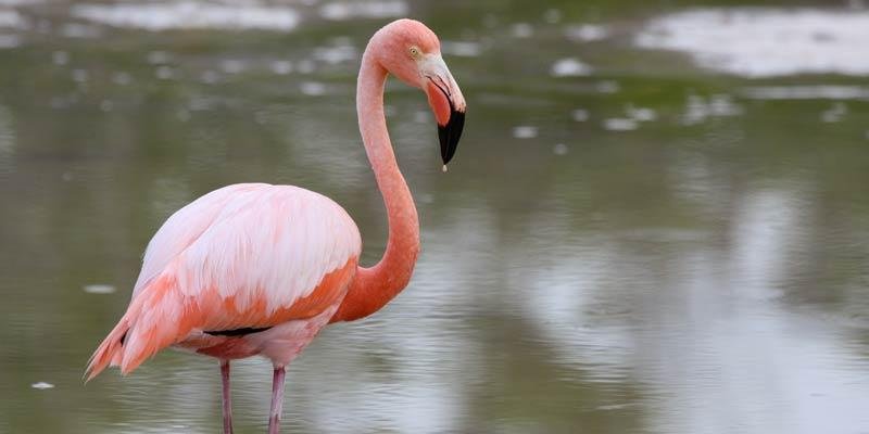 galapagos-flamingo-BY-Steven-Bedard_1.jpg