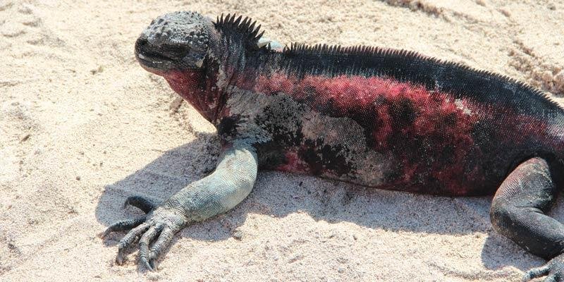 marine-iguana-espanola-lindsay-taulbee.jpg