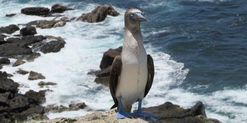 blue-footed-booby-on-Isla-de-la-Plata-BY-Brandon_1.jpg