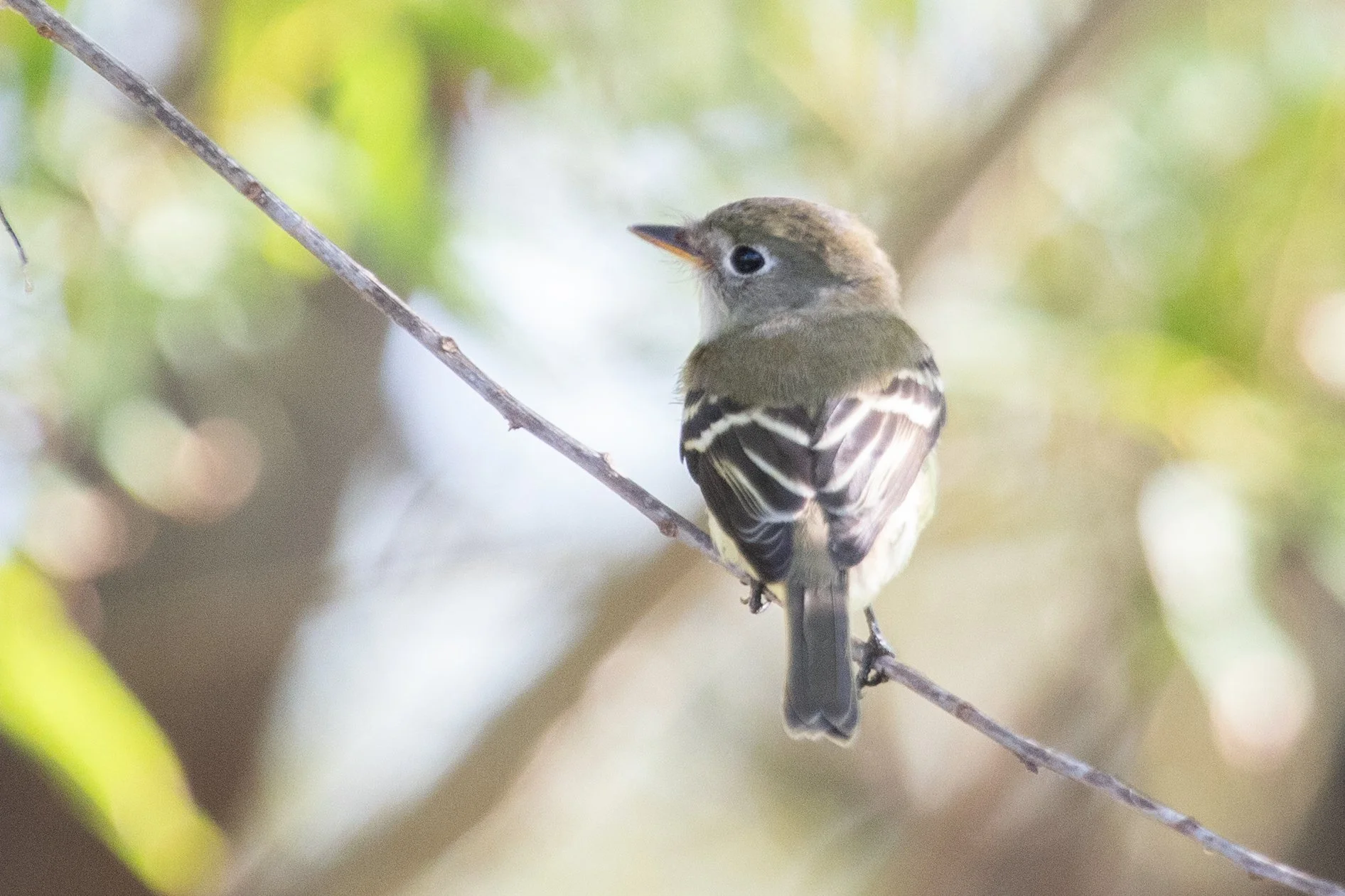 Field Trip: Corpus Christi Fall Migration Extravaganza