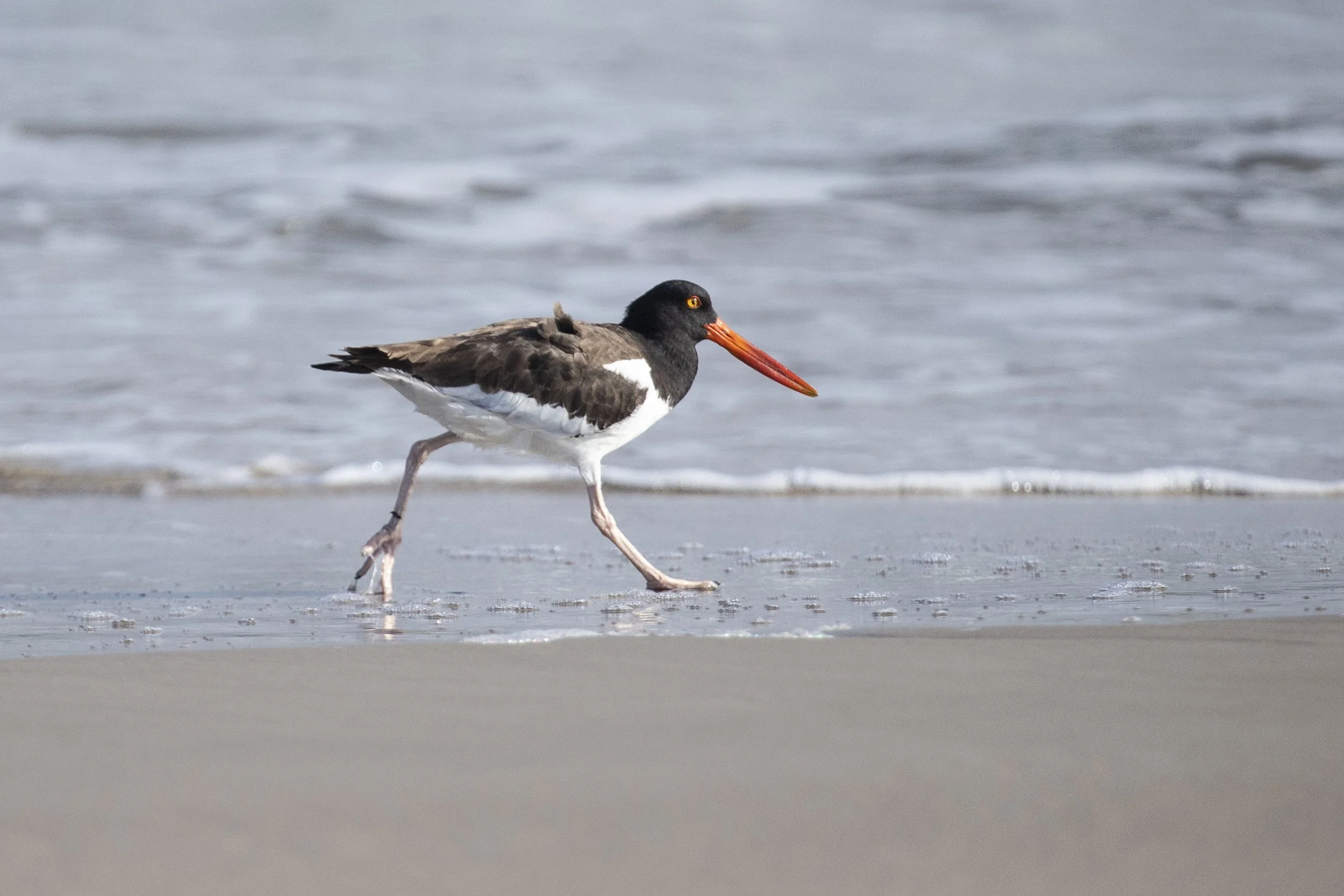 Field Trip: Padre Island National Seashore