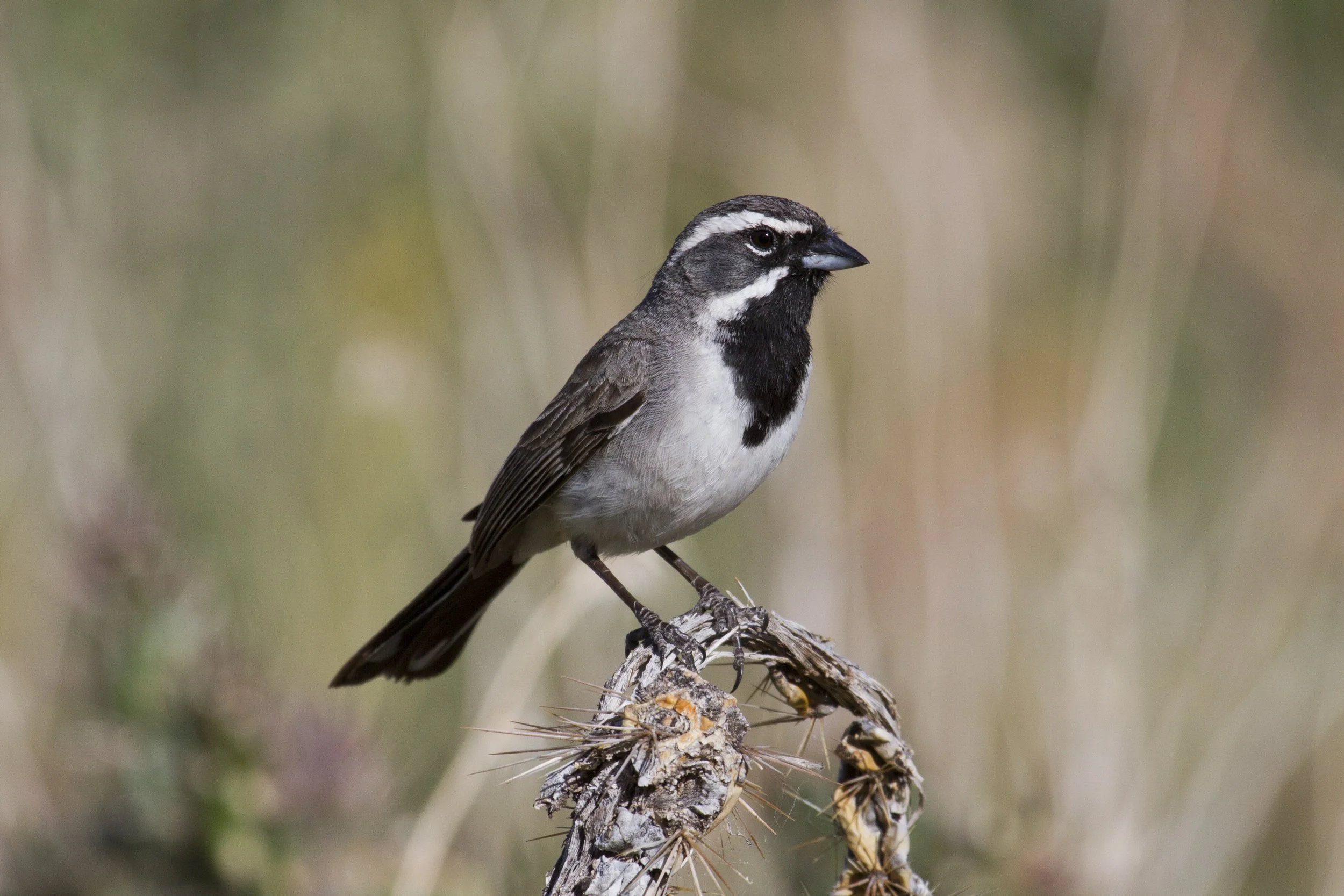 AOC Field Trip: Chaparral WMA