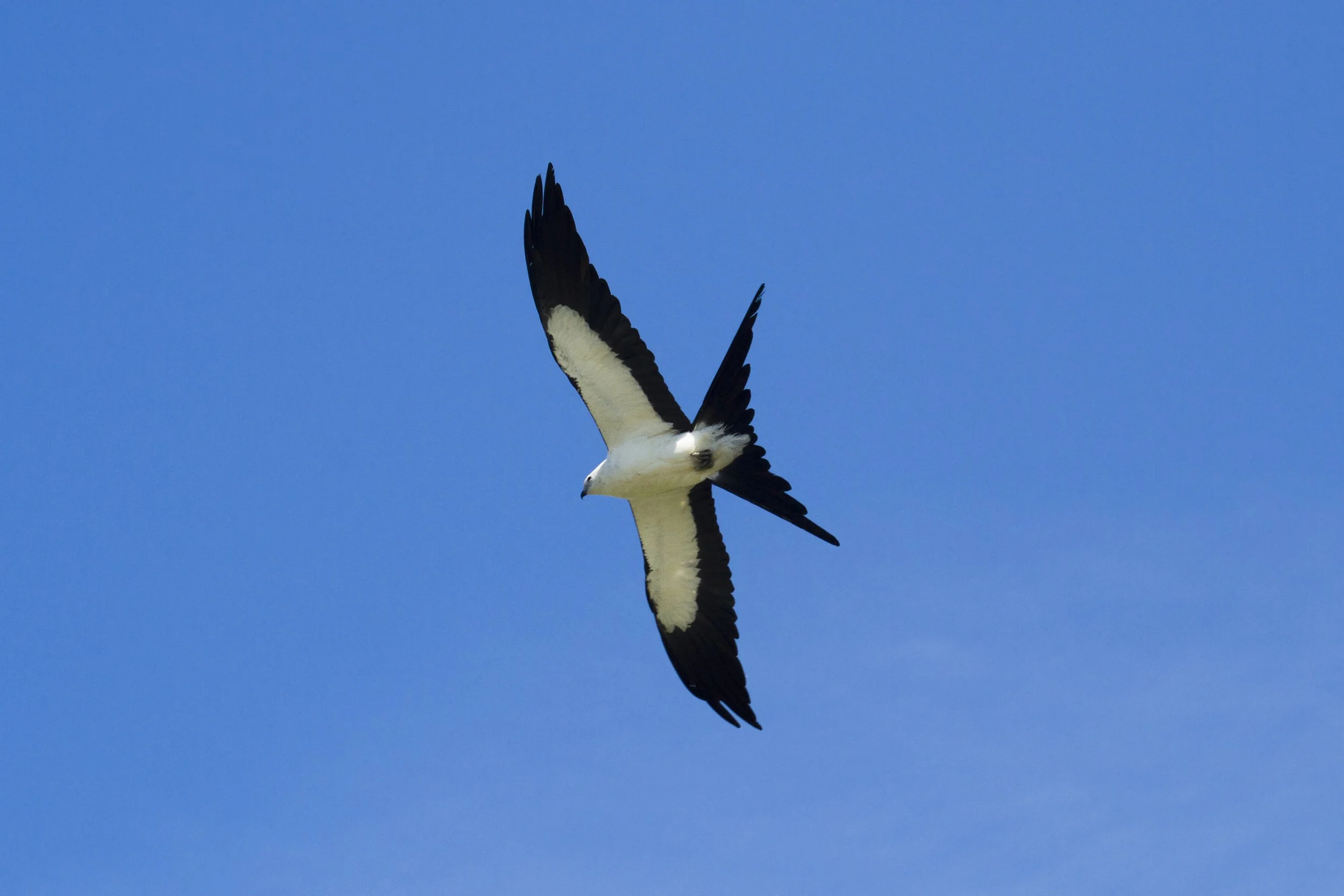 AOC Field Trip: Ganado Kite Kettles