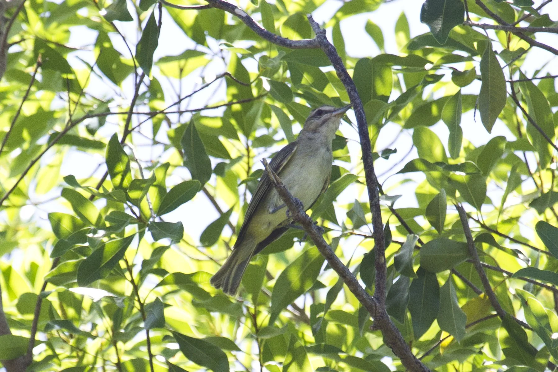 Field Trip: Pollywog Pond and Hazel Bazemore Hawkwatch