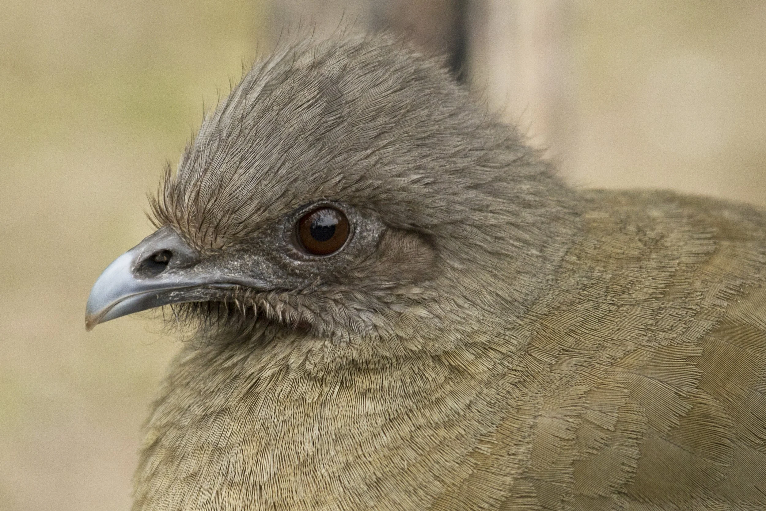 Field Trip: Welder Wildlife Refuge