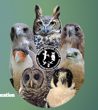 Field Trip: WINGS Rescue Center, Rockport