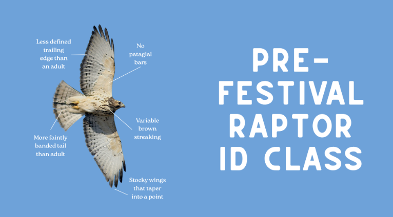 Celebration of Flight Pre-festival Raptor ID Class