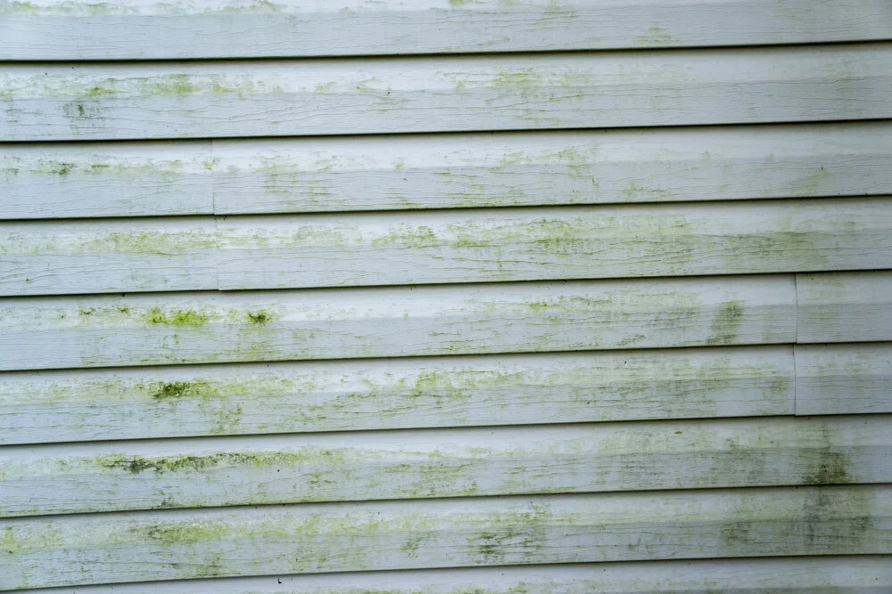 Removing mildew on house siding