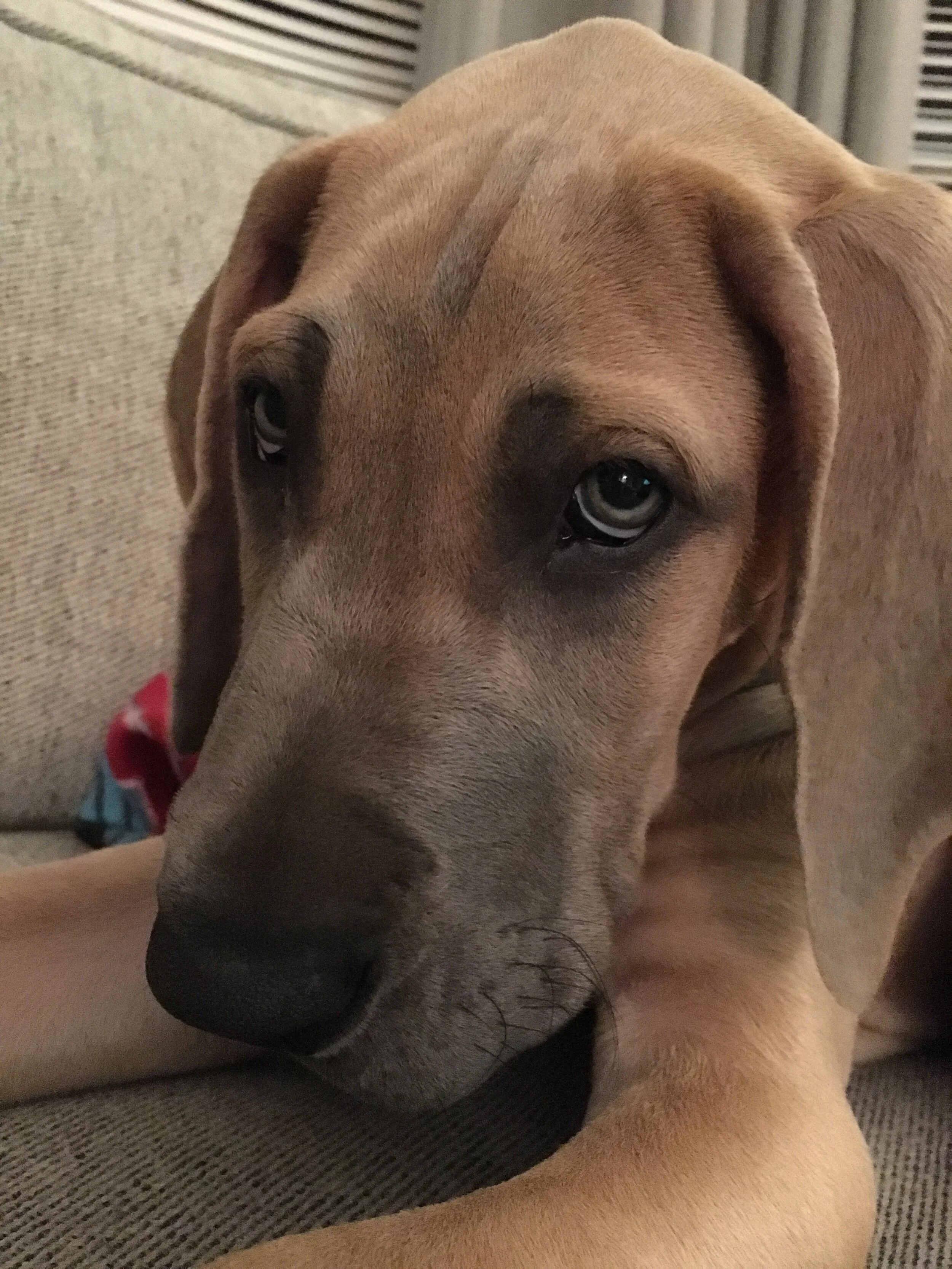 Repairing damage from your family pet dog